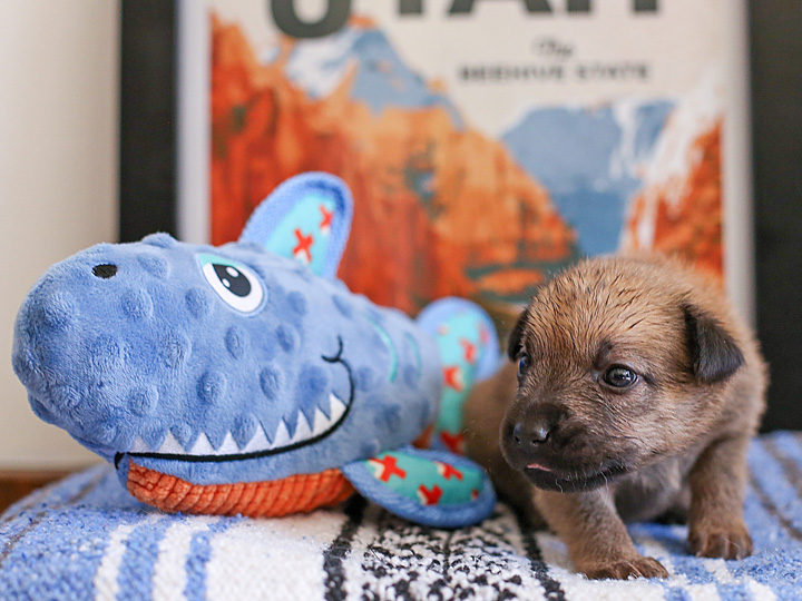 chinook puppy